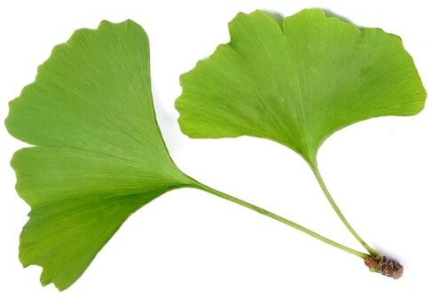 Insuvit bevat ginkgo bilobe
